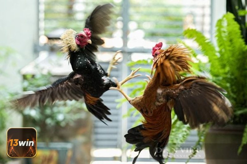 Trang Đá Gà Uy Tín - Cấp phép và nền tảng pháp lý minh bạch Trang Đá Gà Uy Tín - Cấp phép và nền tảng pháp lý minh bạch