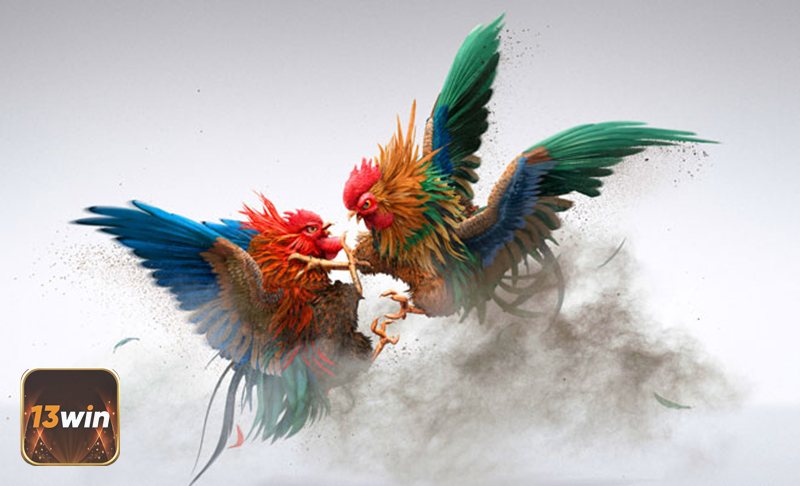 Trang Đá Gà Uy Tín - Đá gà cựa dao – tốc độ và sát thương Trang Đá Gà Uy Tín - Đá gà cựa dao – tốc độ và sát thương