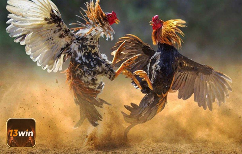 Trang Đá Gà Uy Tín - Chọn nền tảng có giấy phép rõ ràng Trang Đá Gà Uy Tín - Chọn nền tảng có giấy phép rõ ràng