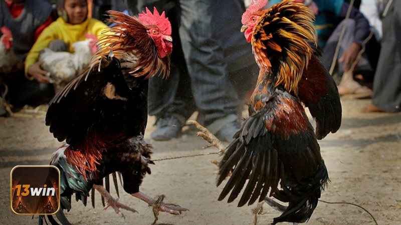 Đá Gà 13WIN khuyến khích cài đặt giới hạn thua/ngày để kiểm soát rủi ro.