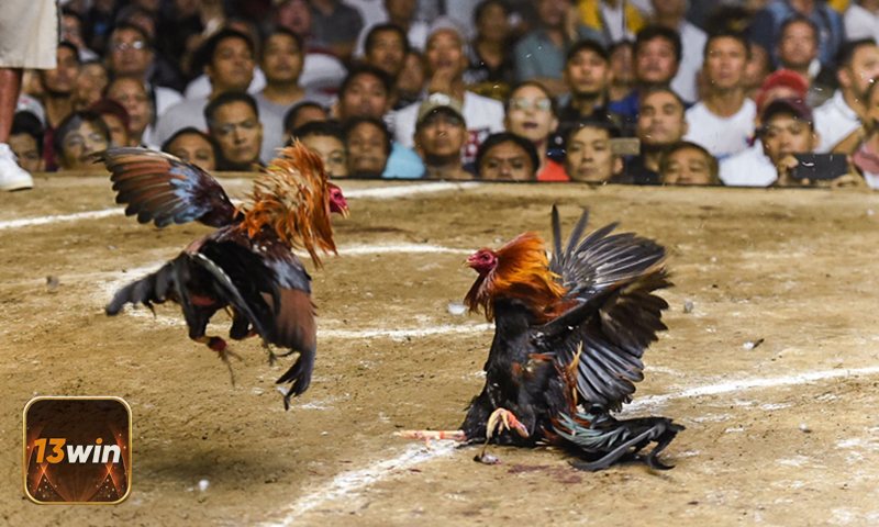 . Đá Gà 13WIN hiện cung cấp ba nhóm kèo tiêu biểu dưới đây.